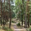Strażacy kupują drony do obserwacji lasów. MSWiA: Jest zagrożenie dywersyjne