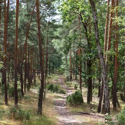 Czyszczenie wizerunku Lasów Państwowych odbiło się zdecydowanie zbyt małym echem.
