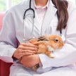 Zofia Pawelska: Odbierałam z laboratoriów „niepotrzebne” już i wysłużone zwierzęta, dla których twor