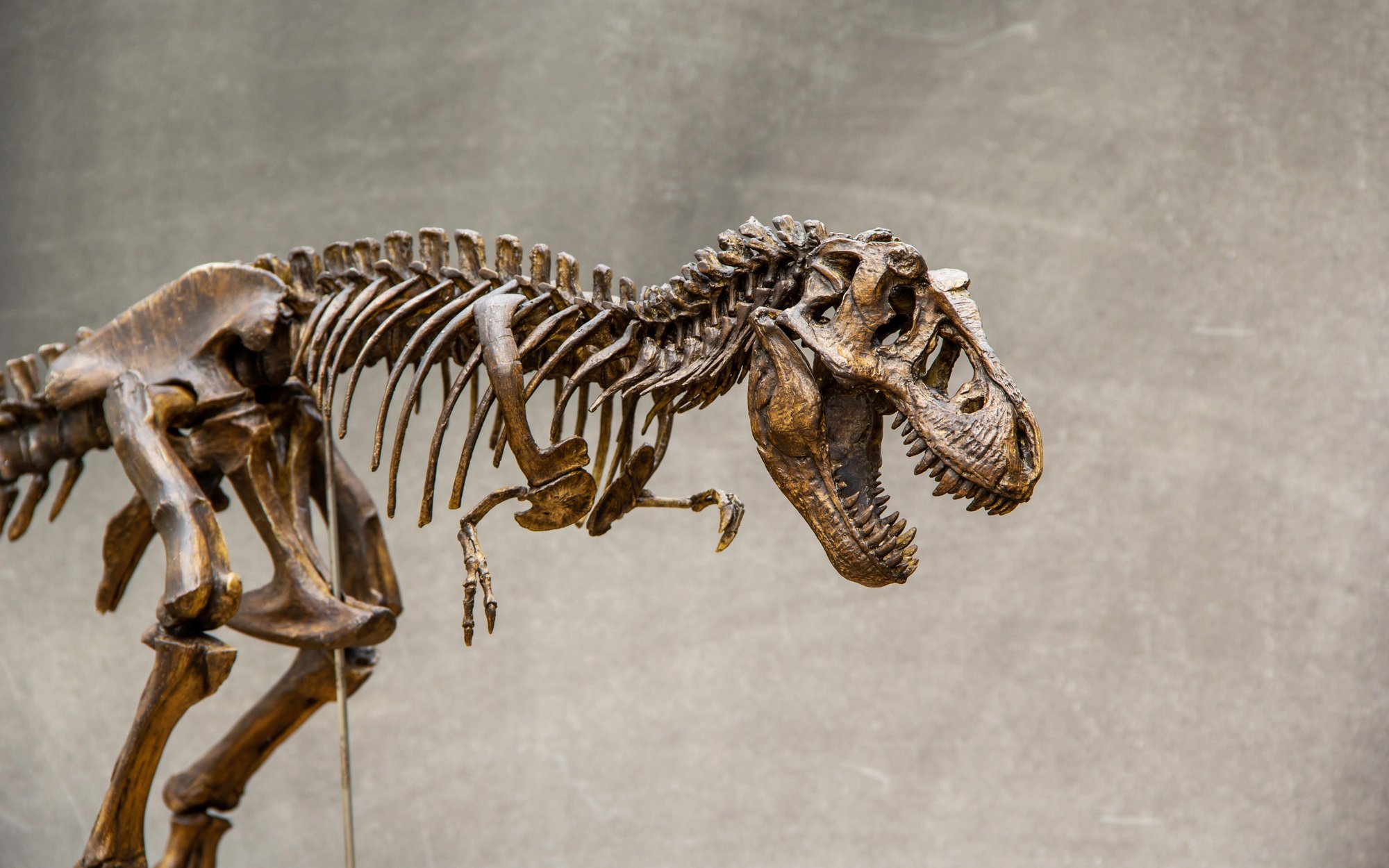Researchers explain why tyrannosaurs had short arms