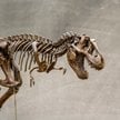 Naukowcy znaleźli prawdopodobną przyczynę wykształcenia się u mięsożernych dinozaurów krótkich ramio