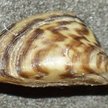 Racicznica zmienna (Dreissena polymorpha)