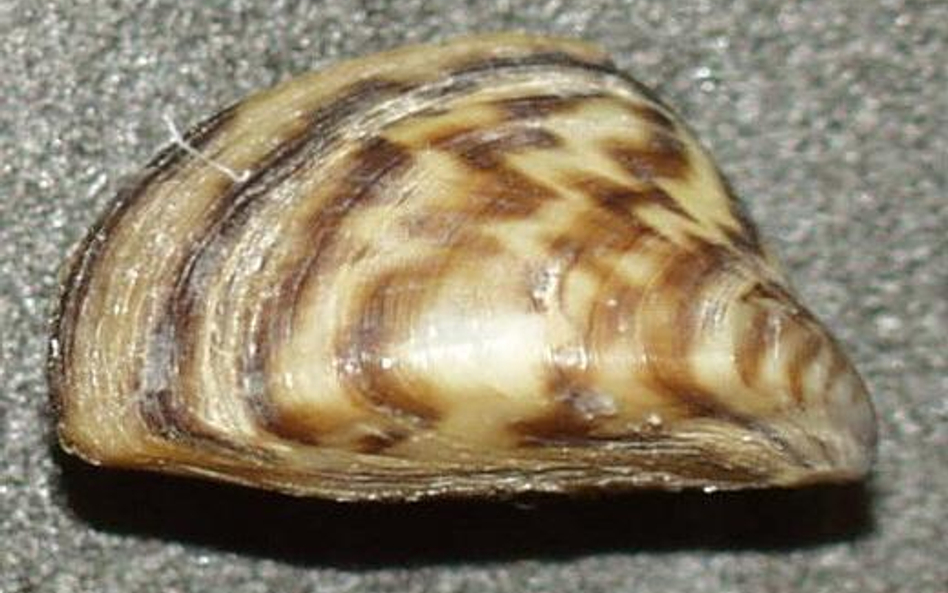 Racicznica zmienna (Dreissena polymorpha)