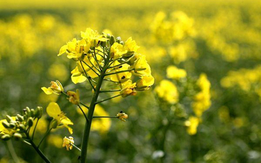 UE chce ograniczyć stosowanie biopaliw z roślin uprawnych