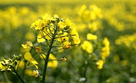 NFOŚiGW ma 50 mln zł z programu GIS na biogazownie rolnicze