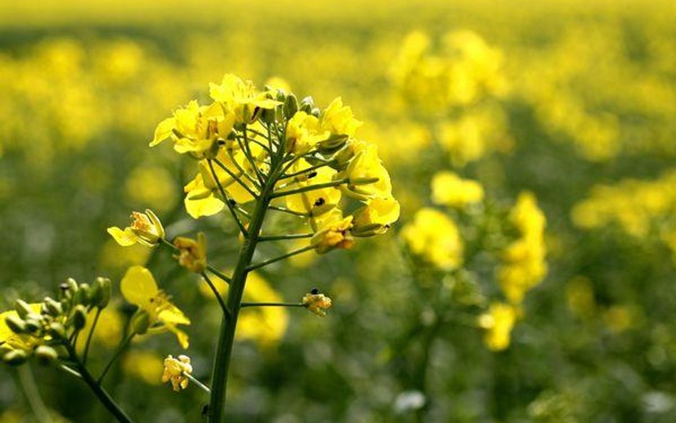 Rośnie Koalicja Na Rzecz Biopaliw w Polsce