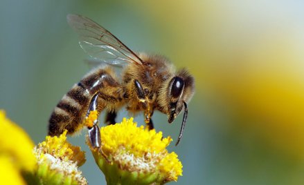 Obce pszczoły miodne mogą powodować ginięcie roślin
