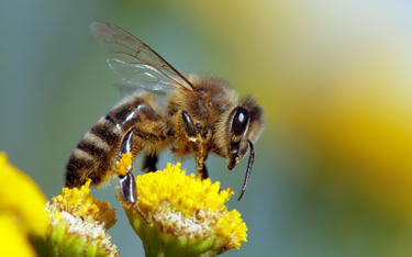 Obce pszczoły miodne mogą powodować ginięcie roślin