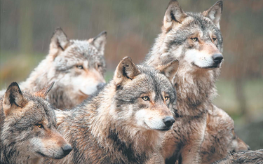 W czasach jaskiniowców wilk szary (Canis lupus, na zdjęciu) występował na wielkich połaciach półkuli