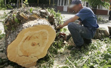 Wyciął drzewa, zapłaci podwójnie