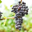 Rosjanie prywatyzują najsłynniejszą winnicę Krymu