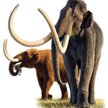 Mastodonty żyły w lasach Ameryki, mierzyły od 2,5 do 3 m i ważyły do 5 ton. Wyginęły 10 tys. lat tem