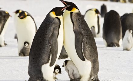 Utonęło tysiące piskląt pingwinów cesarskich