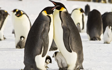 Utonęło tysiące piskląt pingwinów cesarskich