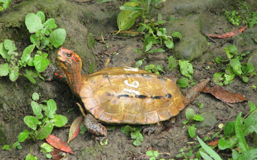 Dziesiątki zagrożonych żółwi zniknęło z zoo w Japonii