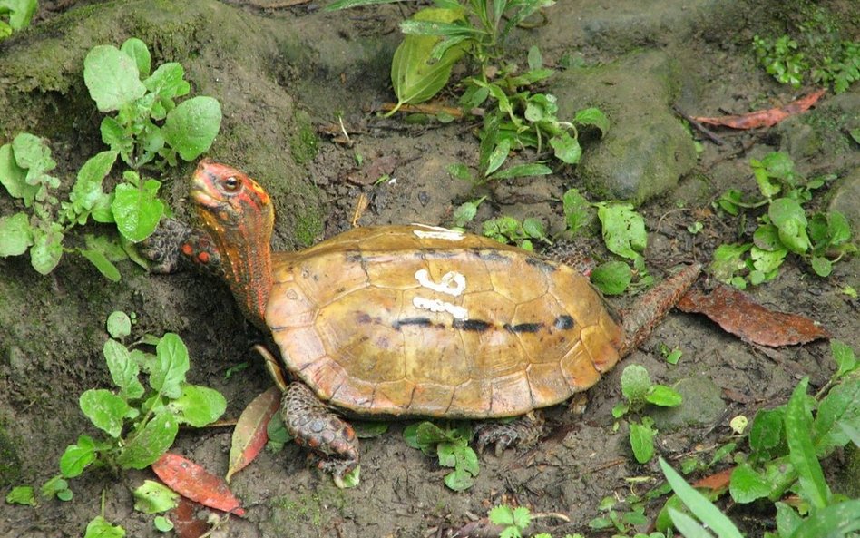 Dziesiątki zagrożonych żółwi zniknęło z zoo w Japonii