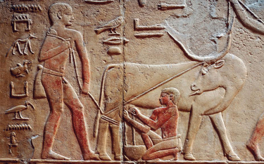 Mężczyzna dojący krowę. Scena z grobowca w egipskiej Sakkarze, ok. 2371–2350 p.n.e.