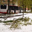 Sąd Najwyższy: za upadające drzewo odpowiada właściciel gruntu na którym stało