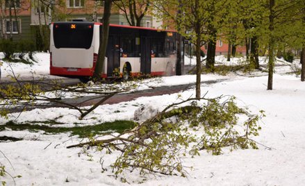 Sąd Najwyższy: za upadające drzewo odpowiada właściciel gruntu na którym stało