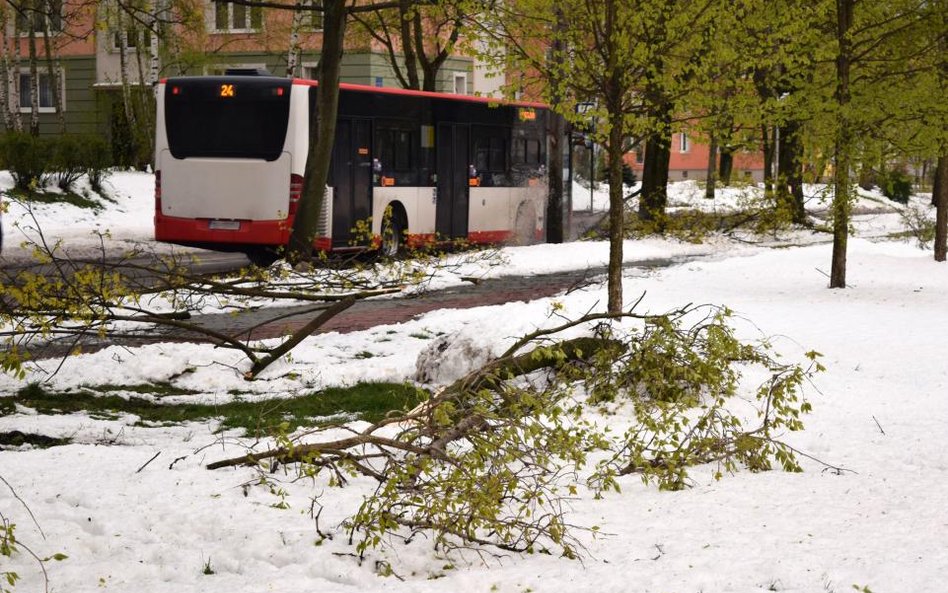 Sąd Najwyższy: za upadające drzewo odpowiada właściciel gruntu na którym stało