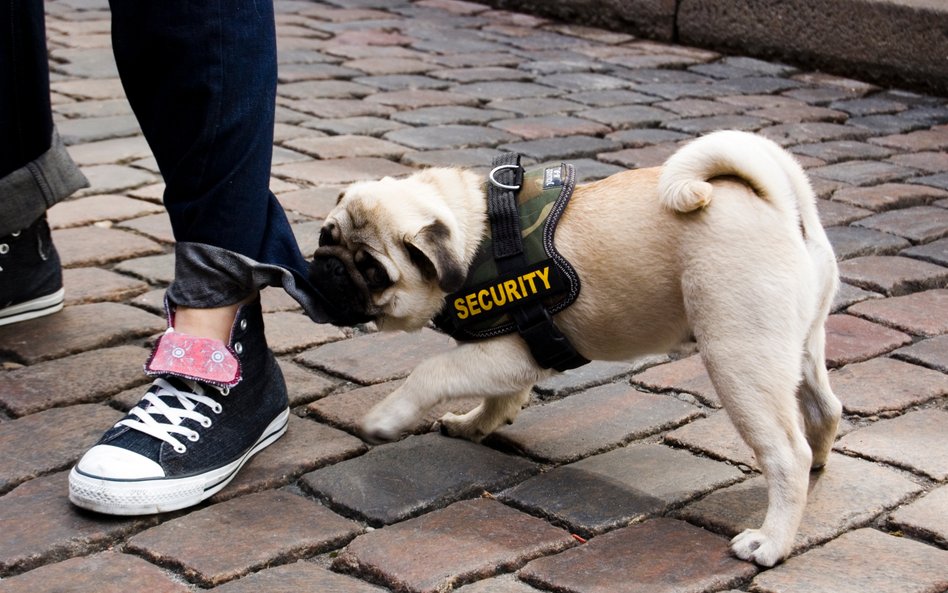 Przedsiębiorca może wrzucić w koszty podatkowe saszetki dla kota i szkolenie dla psa, jeśli potrafi 