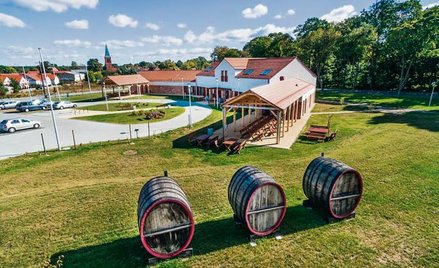 Wzorcowa Lubuska Winnica Samorządowa w Zaborze.