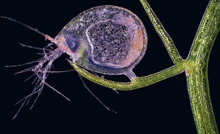 „Miniaturowa pułapka". Zastawiona została przez owadożerną roślinę z rodzaju pływaczy. Zdjęcie zrobi