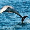 Delfin w Melbourne
