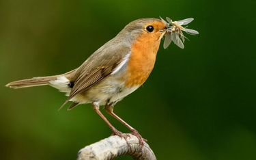 Ptaki ratują lasy i uprawy. Zjadają nawet 500 milionów ton owadów rocznie