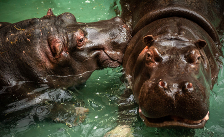 Hipopotamy z zoo w Antwerpii, u których wykryto koronawirusa SARS-CoV-2