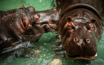 Hipopotamy z zoo w Antwerpii, u których wykryto koronawirusa SARS-CoV-2