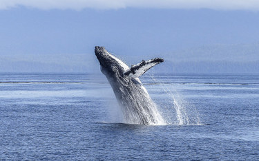 Islandia ogłasza plan zabicia ponad 2000 wielorybów