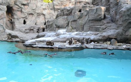 Wybieg dla pingwinów w Krakowie