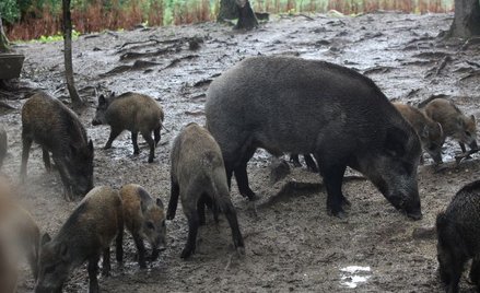 Wojsko poluje na dziki. Z broni prywatnej, na urlopie