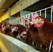 Producenci rolni będą karani za brzydkie zapachy