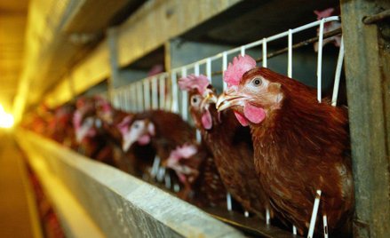 Mała ferma bez oceny środowiskowej