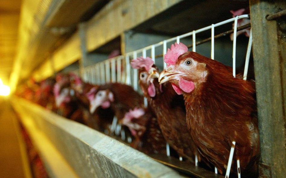 Producenci rolni będą karani za brzydkie zapachy