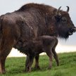 Czy renifery żyją w Białowieży - przyrodniczy dokument „Królestwo"