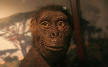 Słynna Lucy żyła 3,2 mln lat temu. Zapewne w haremie samca.