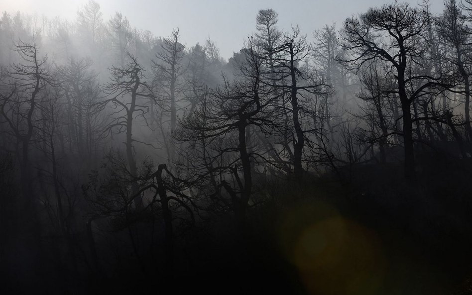 Pożary w Grecji. Mocne słowa premiera: Trzeba zmienić wszystko