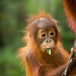 Cztery dni ulewnych deszczy zabiły 7 proc. populacji orangutanów Tapanuli na świecie.