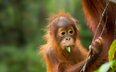 Cztery dni ulewnych deszczy zabiły 7 proc. populacji orangutanów Tapanuli na świecie.
