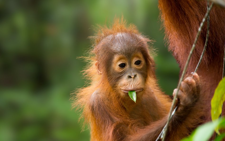 Cztery dni ulewnych deszczy zabiły 7 proc. populacji orangutanów Tapanuli na świecie.
