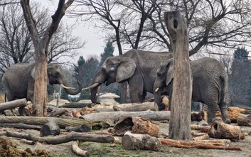 Każdy mieszkaniec ZOO ma ściśle określoną dietę