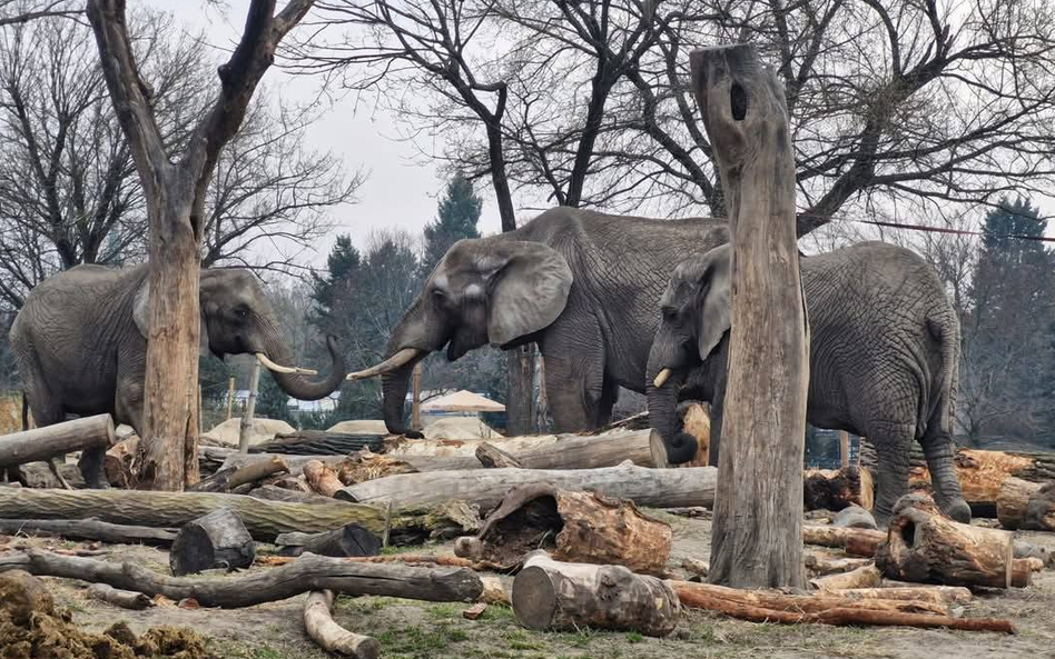 Każdy mieszkaniec ZOO ma ściśle określoną dietę