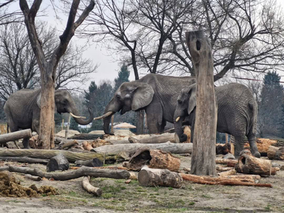 Każdy mieszkaniec ZOO ma ściśle określoną dietę