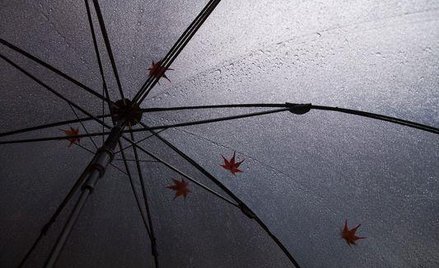 Łatwy dostęp do różnych segmentów rynku kapitałowego