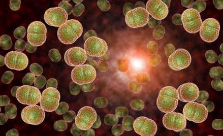 Zdążyć przed meningokokami