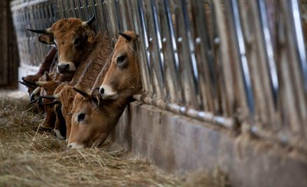 W 263 ubojniach we Francji należy zainstalować kamery, aby ograniczyć cierpienia zwierząt.