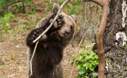 Tatry: Niedźwiedź gonił turystów. "Strach był"